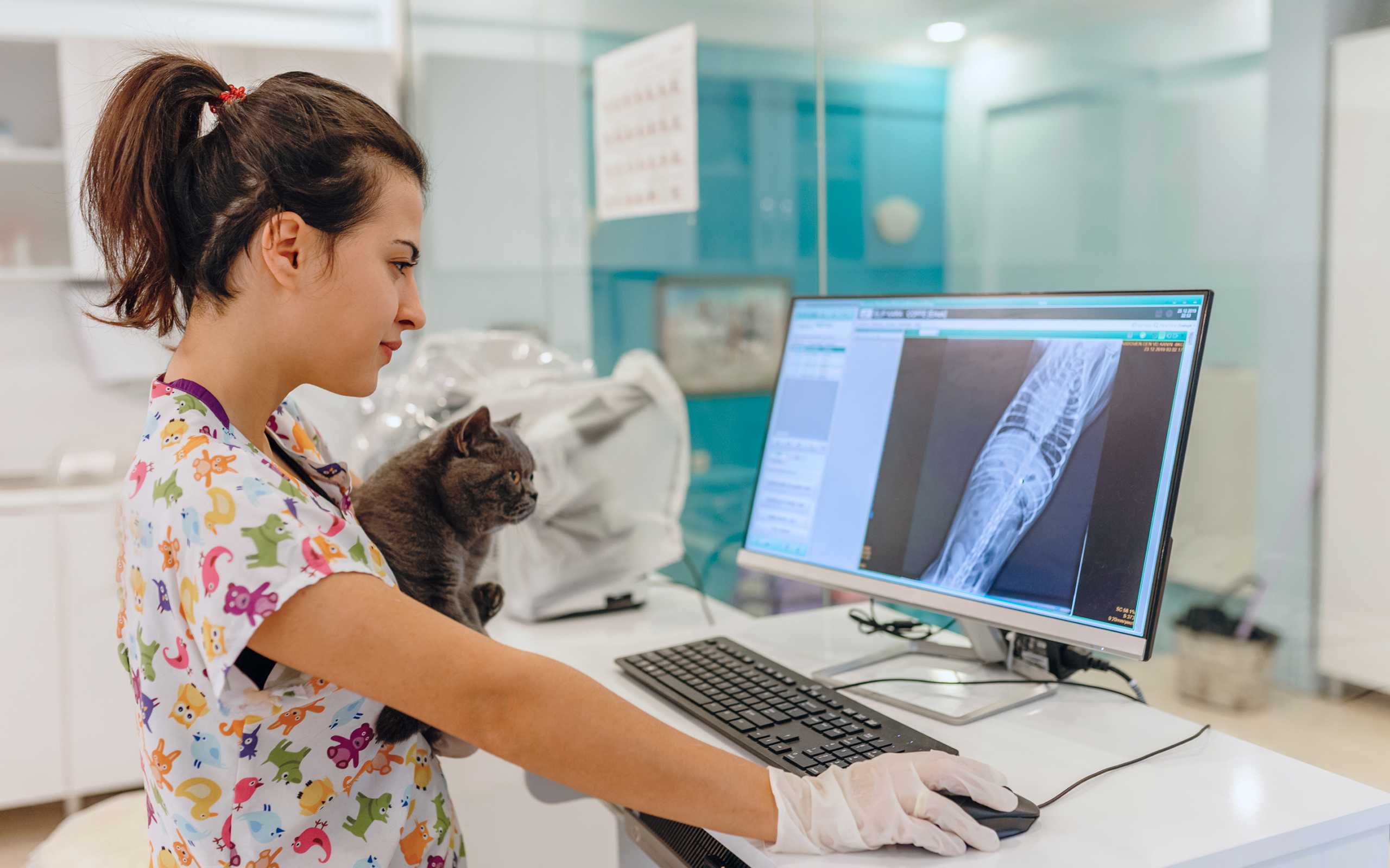 Dierenarts houdt kat vast en kijkt naar scherm met patiëntendossiers